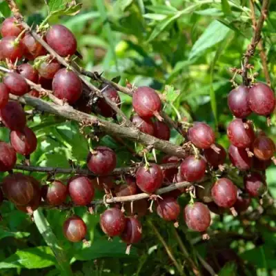 Крыжовник ОЛАВИ (ХИННОНМАЕН ПУНАЙНЕН) в Слониме