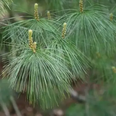 Сосна АРМАНДИ в Слониме