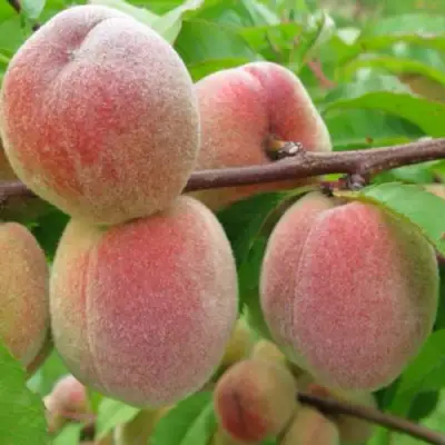 Персик ЕЛГАВСКИЙ в Слониме