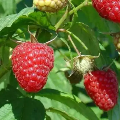 Малина ТАДМОР в Слониме