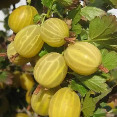 Крыжовник ЯРОВОЙ в Слониме