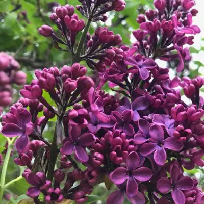 Сирень ЛЮДВИГ ШПЕТ в Слониме