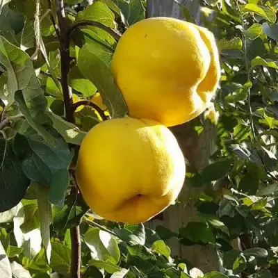 Айва МАРИЯ в Слониме