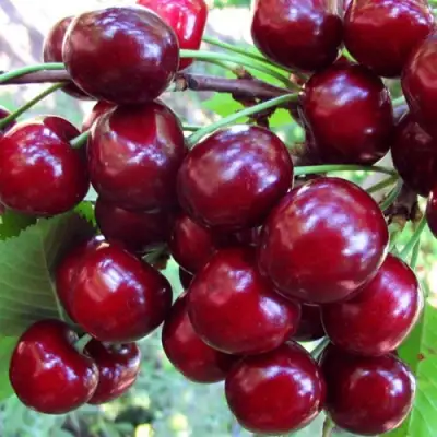 Вишня ЖУКОВСКАЯ в Слониме