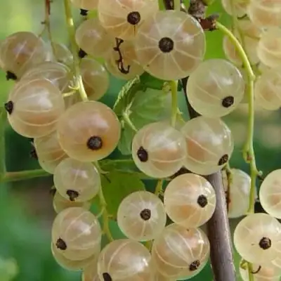 Смородина белая СМОЛЬЯНИНОВСКАЯ в Слониме