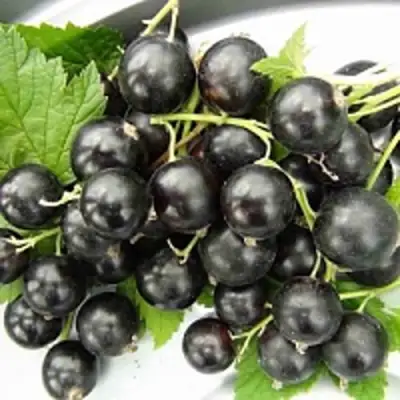 Смородина чёрная ТИТАНИЯ в Слониме