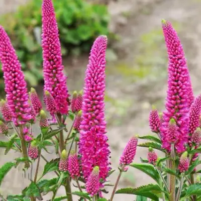 Вероника ФЕРСТ ЛАВ длиннолистная в Слониме