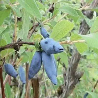 Жимолость съедобная ПУШКИНСКАЯ в Слониме