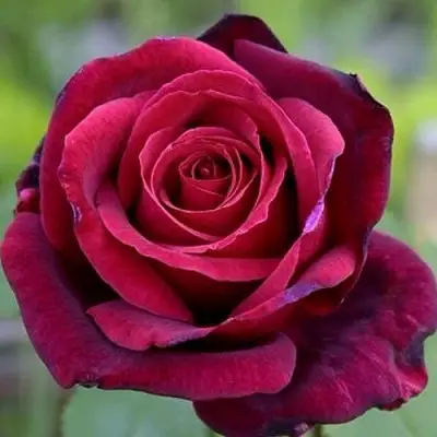 Роза ПАПА МЕЙЯН чайно-гибридная в Слониме