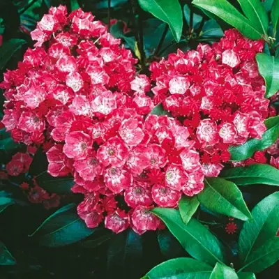 Кальмия КАРДИНАЛ в Слониме