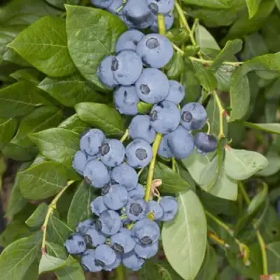 Голубика ЛИБЕРТИ в Слониме