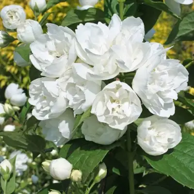 Жасмин махровый в Слониме