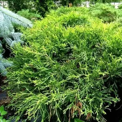 Кипарисовик ФИЛИФЕРА АУРЕА ВАРИЕГАТТА горохоплодный в Слониме