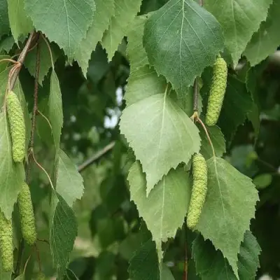 Береза бородавчатая в Слониме