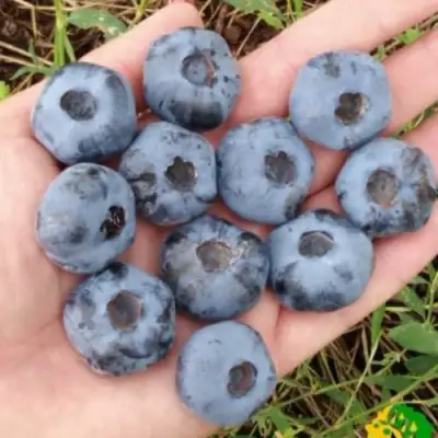 Голубика ЧАНДЛЕР в Слониме