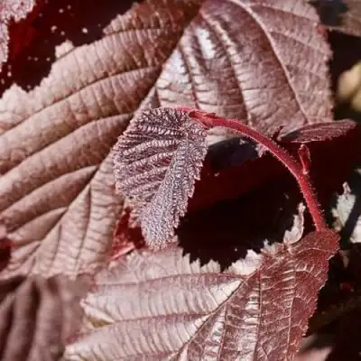 Фундук СИРЕНА в Слониме