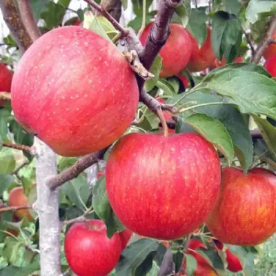 Яблоня ЖЕНЕВА (ЖЕНЕВА ЭРЛИ) в Слониме