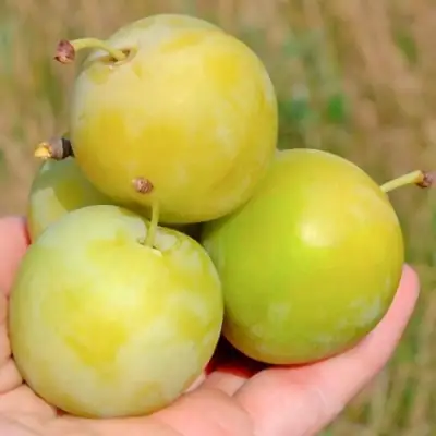 Слива РЕНКЛОД ранний в Слониме