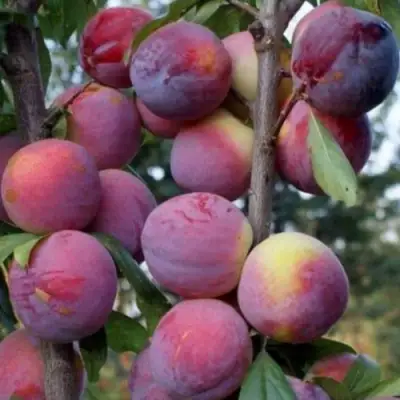 Слива ИМПЕРИАЛ колонновидная в Слониме