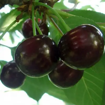 Дюк КСЕНИЯ (ЧЕРЕВИШНЯ) в Слониме