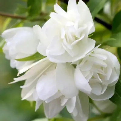 Жасмин МАНТО Д’ЭРМИН в Слониме