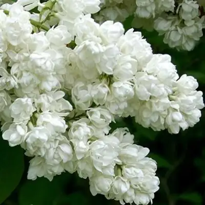 Сирень ПАМЯТЬ О КОЛЕСНИКОВЕ в Слониме