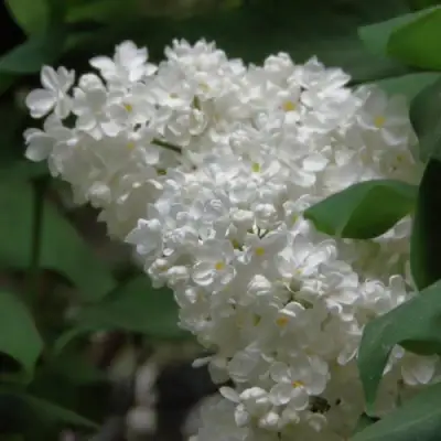 Сирень РУССКИЙ СЕВЕР в Слониме