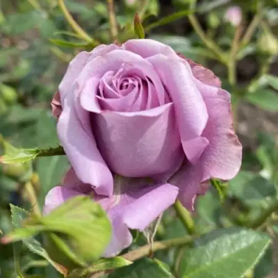 Роза БИЛОНА спрей в Слониме