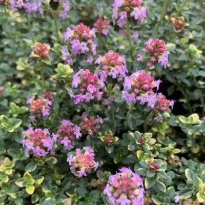 Тимьян ДОННА ВАЛЕЙ лимоннопахнущий в Слониме