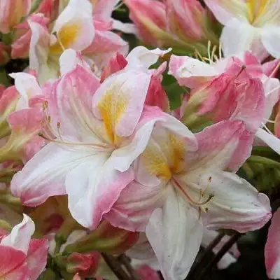 Азалия САТОМИ японская в Слониме