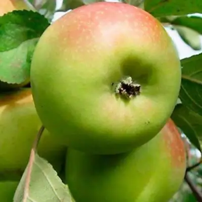 Яблоня БРАТ ЧУДНОГО стелющаяся в Слониме