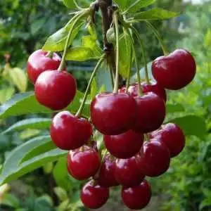 Дюк ФАКЕЛ в Слониме