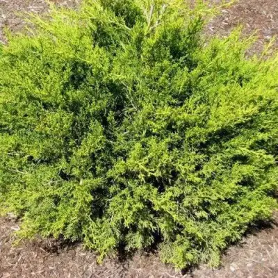 Можжевельник ИЗАБЕЛИН китайский в Слониме