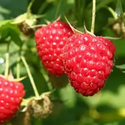 Малина БАЛЬЗАМ в Слониме