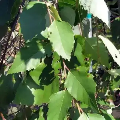 Береза САММЕР КАСКАД черная в Слониме