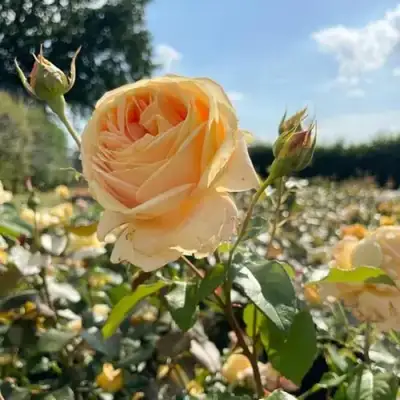 Роза КЕНДЛАЙТ чайно-гибридная в Слониме