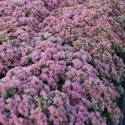 Очиток (седум) САНСПАРКЛЕР ЛАЙМ ЗИНГЕР в Слониме