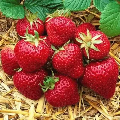 Клубника ХОНЕЙ в Слониме