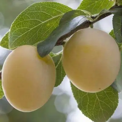 Слива УТРО в Слониме