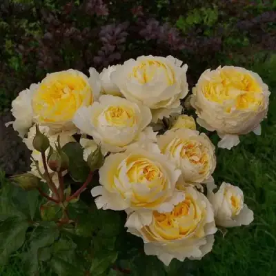 Роза БЕАТРИС английская в Слониме