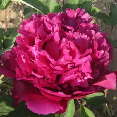 Пион ТАЙНАЯ СТРАСТЬ древовидный в Слониме