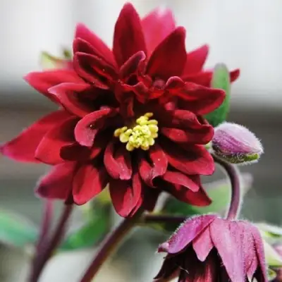 Аквилегия РУБИ ПОРТ обыкновенная в Слониме