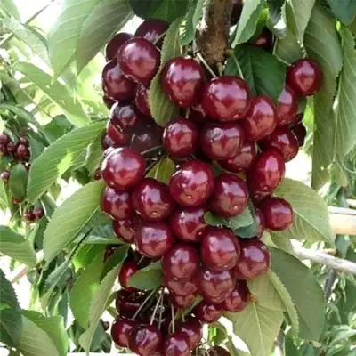 Черешня СИЛЬВИЯ колоновидная в Слониме