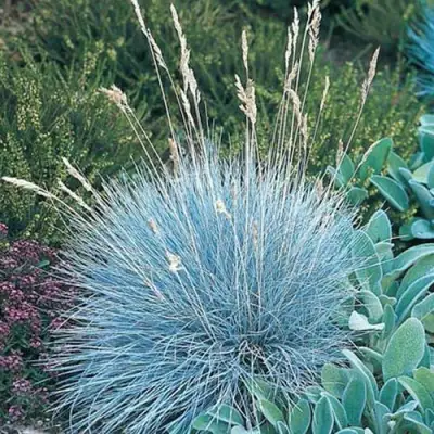 Овсяница АЙСФОГЕЛЬ сизая в Слониме