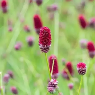 Кровохлебка БИТЛВИНГЗ в Слониме