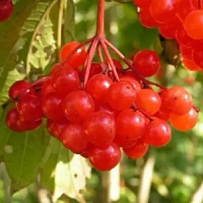 Калина ПАМЯТИ ВАЛЕНТИНЫ в Слониме