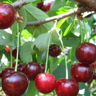 Дюк ИВАНОВНА в Слониме