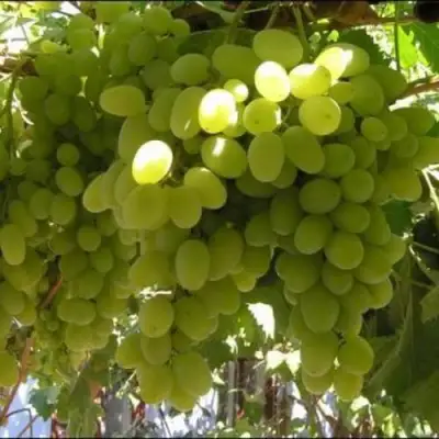 Виноград ИЛЬЯ  в Слониме