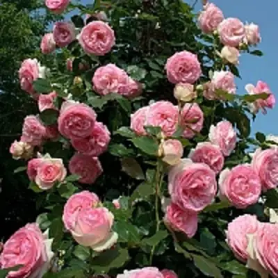 Роза ПЬЕР ДЕ РОНСАР плетистая в Слониме