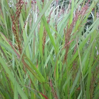 Просо ВЭРРИОР прутьевидное в Слониме